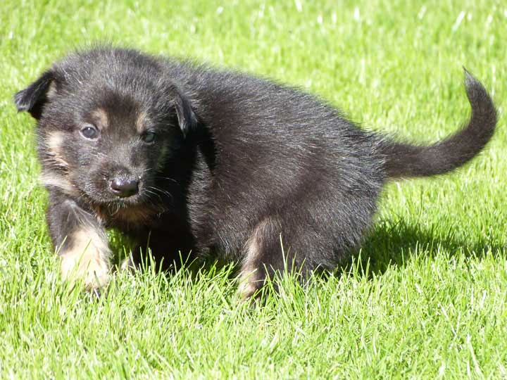 chinook dog